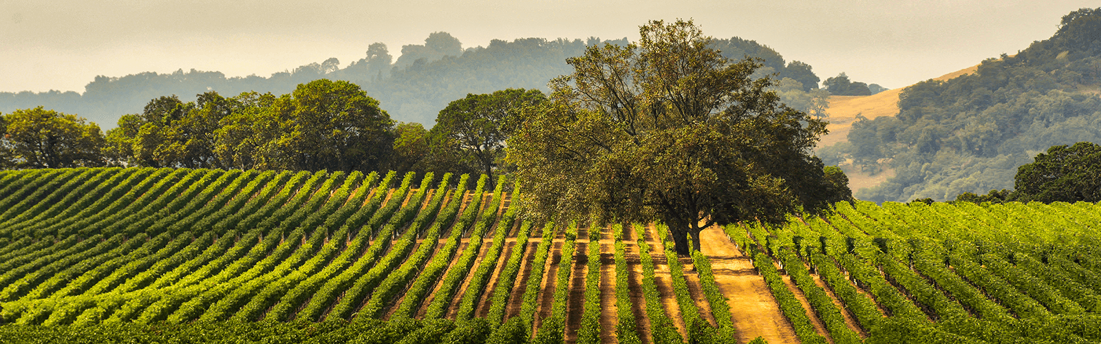 Great Cellar Tasting Lounge, Vineyards & Wine Merchant
